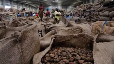 كوت ديفوار أكبر منتج للكاجو في العالم تتوقع استقرار الإنتاج