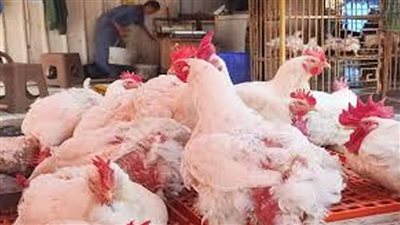البيطريون: تذبذب أسعار الدواجن 