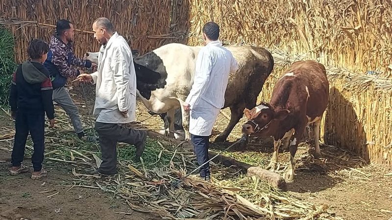 حملات تحصين 