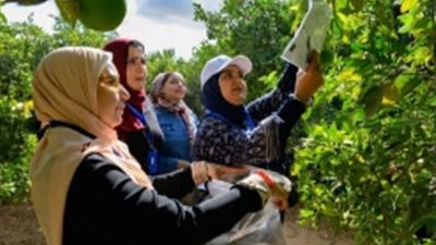 حملة ميدانية للتوعية بأهمية مكافحة الآفات الزراعية بالمحافظات