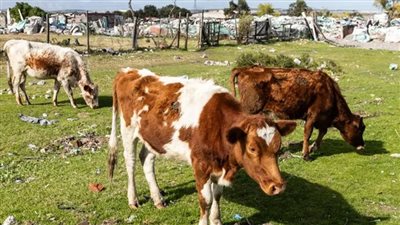 الحمى القلاعية تهوي بصادرات لحوم الأبقار في جنوب أفريقيا رغم الطلب العالمي