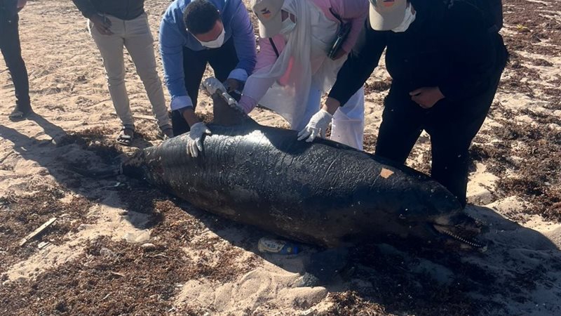 خلال عملية التخلص