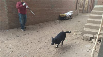 تحصين 20 كلبًا حرًا ضد مرض السعار في