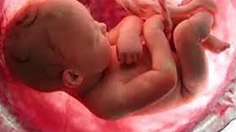 العثور على أجنة بداخل