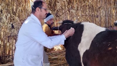 تحصين 102 ألف رأس ماشية ضمن الحملة الاستثنائية ضد الحمى القلاعية بالمنيا