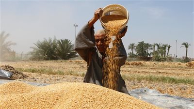 أسعار القمح تهبط لأدنى مستوى أسبوعي مع توقعات طقس دافئ بالولايات المتحدة