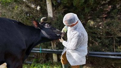 جنوب إفريقيا تستورد ملايين اللقاحات لمواجهة وباء الحمى القلاعية