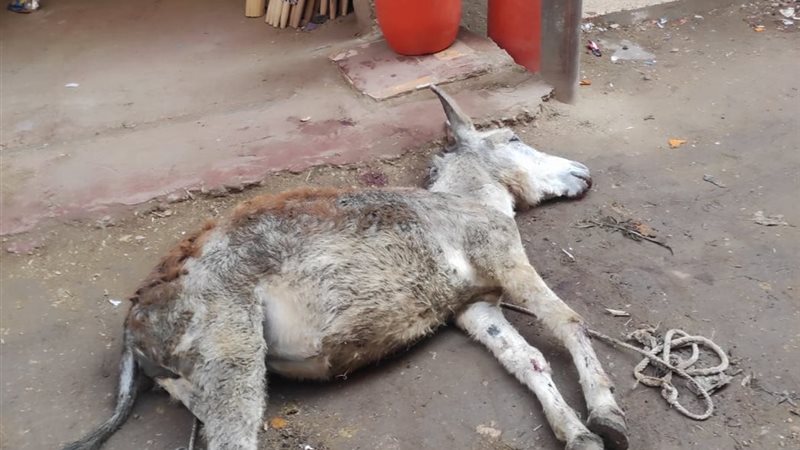 نفوق حمار صعقًا بالكهرباء