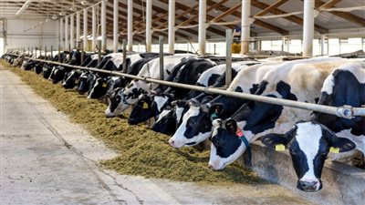 قبرص تعدم 13 ألف حيوان لوقف انتشار مرض الحمى القلاعية