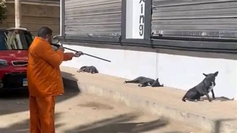 تحصين الكلاب الحرة