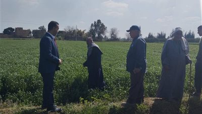زراعة المنوفية تواصل عقد الحقول الإرشادية لدعم مزارعي القمح بمركز الشهداء