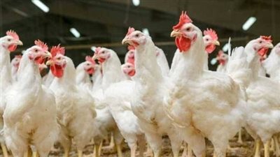 بورصة الدواجن والبيض اليوم الخميس 26 فبراير 2026 في مصر