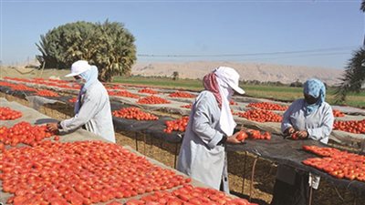 الإسماعيلية على أعتاب تجربة تجفيف الطماطم