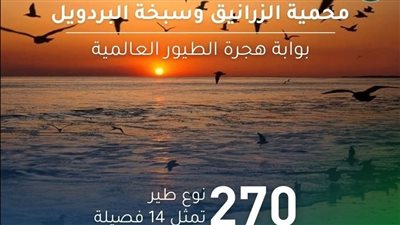 محمية الزرانيق وسبخة البردويل.. بوابة هجرة الطيور العالمية