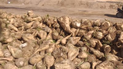 زراعة الإسماعيلية تواصل المتابعة الميدانية لحصاد بنجر السكر بالقصاصين