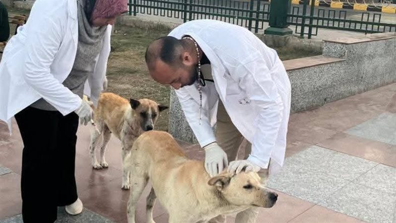 حملات لمكافحة السعار