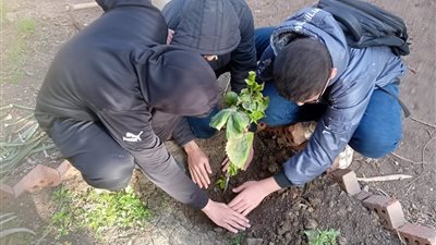  زراعة 20 ألف شجرة في مدارس الغربية ضمن مبادرة 