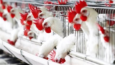 بورصة الدواجن والبيض اليوم الاثنين 16 مارس 2026