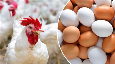 بورصة الدواجن والبيض اليوم الثلاثاء 17 مارس 2026 في مصر