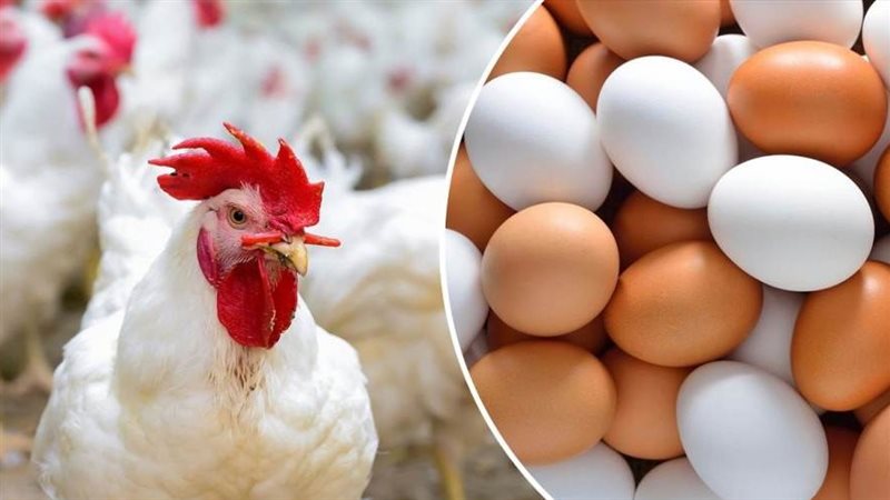 بورصة الدواجن والبيض