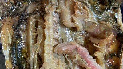 ضبط نصف طن فسيخ غير صالح للاستهلاك بالغربية