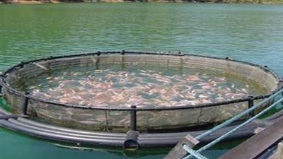 حماية البحيرات: إنتاج مزارع المنزلة وبرسيق يعزز الأمن الغذائي وزيادة الأسماك