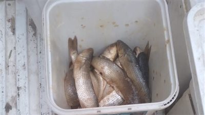 ضبط طن أسماك مملحة ولحوم فاسدة بالمنيا