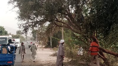 سوهاج تواجه التقلبات المناخية.. فرق الطوارئ تنجح في التعامل مع سقوط أعمدة كهرباء وأشجار