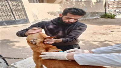 تكثيف حملات تطعيم الكلاب الضالة ضد مرض السعار بالإسكندرية