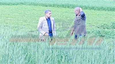 خاص|وكيل زراعة كفر الشيح يكشف لـ