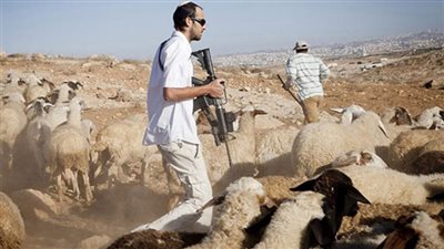 مستعمرون يصيبون مسنة وأولادها ويسرقون 30 رأسا من الأغنام شرق الخليل