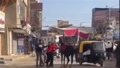 كشف ملابسات تداول فيديو بقيام شخصين بالتعدي بالضرب على حصان بالغربية 