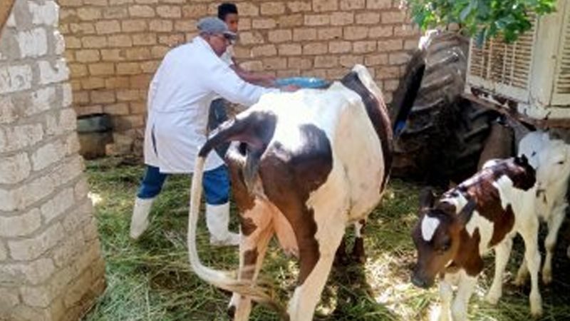تحصين الثروة الحيوانية
