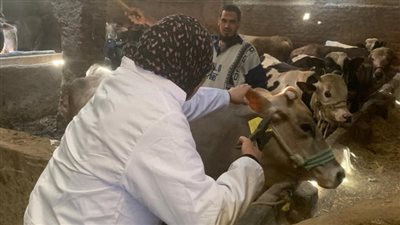 انطلاق حملة تحصين الماشية بالجيزة ضد الجلد العقدي وجدري الضأن