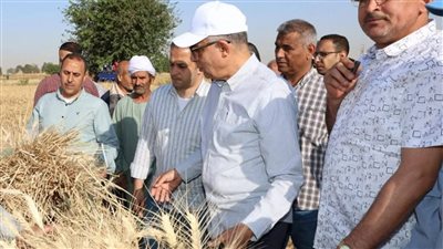 بزيادة 10 آلاف فدان محافظ المنيا يعلن زراعة 232 ألف فدان قمحا الموسم الحالي