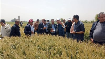 الزراعة تواصل دعم إنتاج التقاوي بجولات ميدانية لتعزيز الإنتاجية وتحقيق الأمن الغذائي