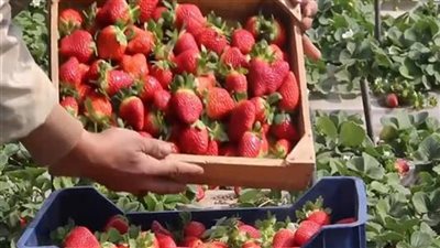  الحكومة تنفي شائعات رفض شحنات الفراولة المصرية وتؤكد التزامها بالمعايير الدولية