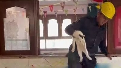 أجهزة الأمن تنقذ قطة محتجزة داخل معهد تعليمي بالفيوم