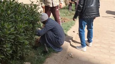 زراعة 210 شتلات متنوعة بمركزي مطاي وبني مزار بالمنيا