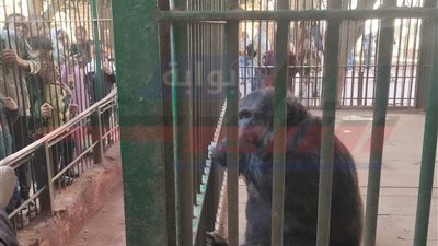 حديقة حيوان الفيوم تستعد لاستقبال 20 ألف زائر خلال احتفالات شم النسيم