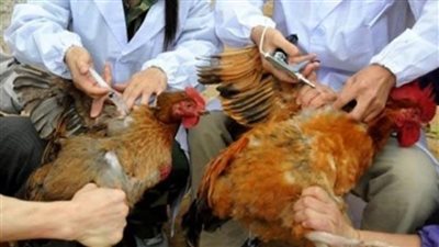 الزراعة: تحصين 147.2 ألف طير ضد الأمراض الوبائية.. وضبط نصف طن 