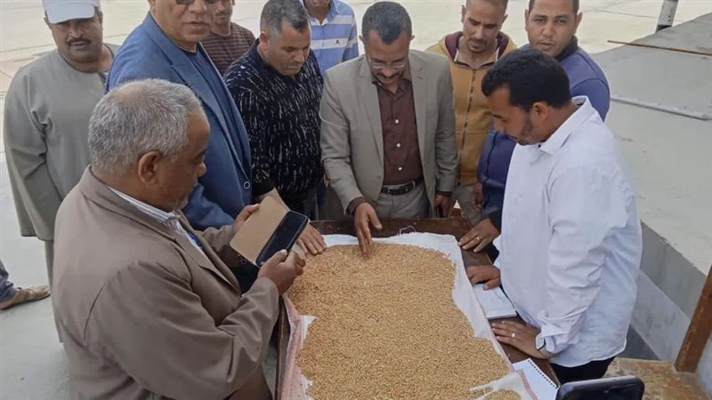 توريد القمح بالمنيا