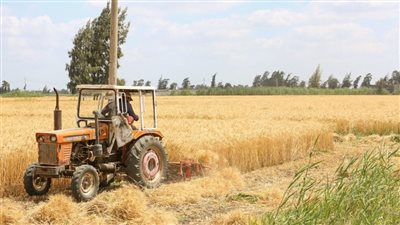 إطلاق موسم حصاد القمح بكفرالشيخ