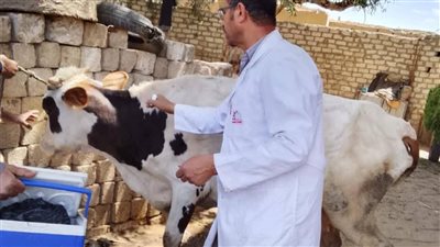 بيطري المنيا: تحصين 186 ألفًا و251 رأس ماشية ضمن الحملة الاستثنائية ضد الحمى القلاعية