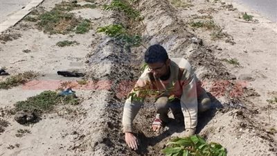 استمرار زراعة الأشجار ببلطيم ضمن المبادرة الرئاسية 100 مليون شجرة