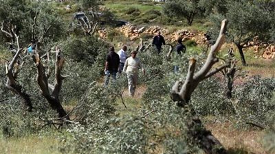 قوات الاحتلال تغلق الطرق في بيت لحم ومستوطنون يقطعون أشجار الزيتون بالضفة