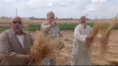 غضب بالشرقية.. سرقة محصول قمح من أرض زراعية في ظروف غامضة
