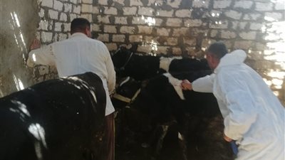 الإسماعيلية تواصل حملة التحصين ضد الجلد العقدي وجدري الأغنام