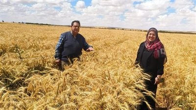 بحوث الصحراء تحقق طفرة بزراعة القمح بمياه ملوحة مرتفعة حتى 8 آلاف جزء