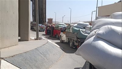 توريد 33 ألف طن قمح إلى الصوامع والشون منذ بدء الموسم في أسيوط